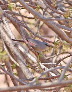 纽氏梅花雀 / Cinderella Waxbill / Glaucestrilda thomensis
