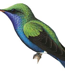 青腹蜂鸟 / Sapphire-bellied Hummingbird / Chrysuronia lilliae