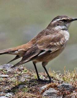 乳白翅抖尾地雀 / Cream-winged Cinclodes / Cinclodes albiventris