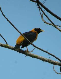 金树八哥 / Golden Myna / Mino anais