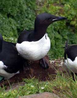 厚嘴崖海鸦 / Thick-billed Murre / Uria lomvia