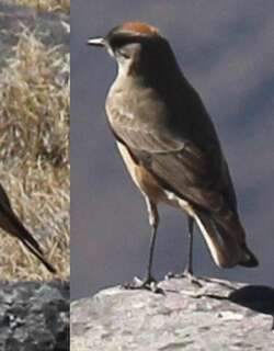 红腹地霸鹟 / Cinnamon-bellied Ground Tyrant / Muscisaxicola capistratus