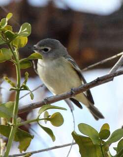卡氏莺雀 / Cassin’s Vireo / Vireo cassinii