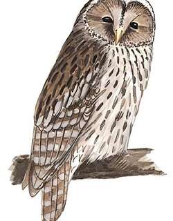 四川林鸮 / Pere David’s Owl / Strix davidi