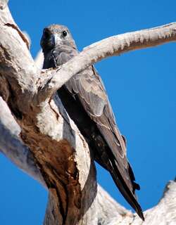 黑隼 / Black Falcon / Falco subniger