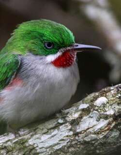 狭嘴短尾鴗 / Narrow-billed Tody / Todus angustirostris