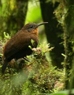 茶喉硬尾雀 / Tawny-throated Leaftosser / Sclerurus mexicanus
