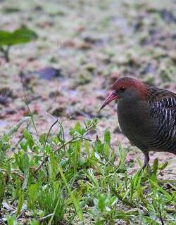 卢氏秧鸡 / Lewin’s Rail / Lewinia pectoralis