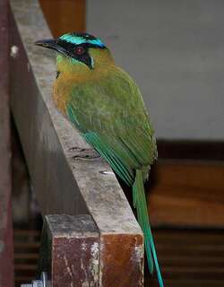 雷氏翠鴗 / Lesson’s Motmot / Momotus lessonii