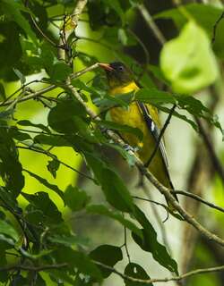 西非黑头黄鹂 / Western Oriole / Oriolus brachyrynchus