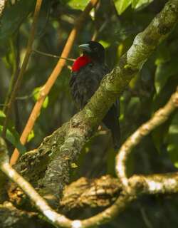 蓝嘴精织雀 / Blue-billed Malimbe / Malimbus nitens