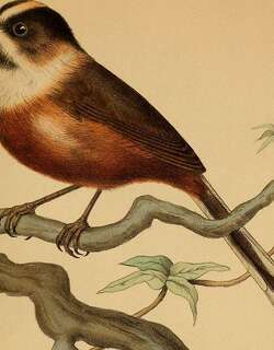 缅甸长尾山雀 / Burmese Bushtit / Aegithalos sharpei