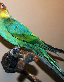 卡罗莱纳鹦哥 / Carolina Parakeet / Conuropsis carolinensis
