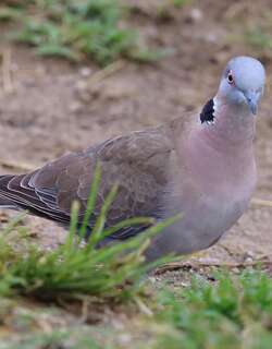 哀斑鸠 / Mourning Collared Dove / Streptopelia decipiens
