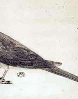 牛顿鹦鹉 / Newton’s Parakeet / Psittacula exsul