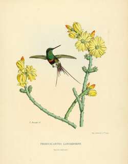 黑腹刺尾蜂鸟 / Black-bellied Thorntail / Discosura langsdorffi