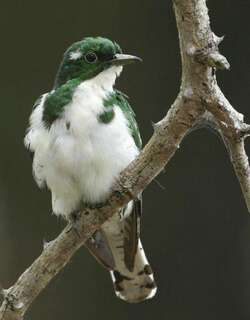 白腹金鹃 / Klaas’s Cuckoo / Chrysococcyx klaas