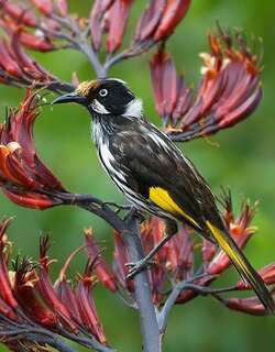 黄翅澳蜜鸟 / New Holland Honeyeater / Phylidonyris novaehollandiae