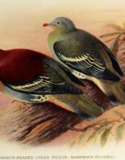 棕头绿鸠 / Cinnamon-headed Green Pigeon / Treron fulvicollis