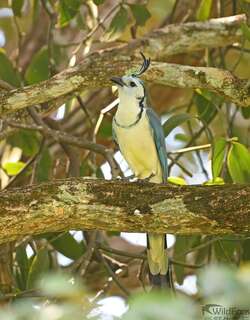 白喉鹊鸦 / White-throated Magpie-Jay / Calocitta formosa