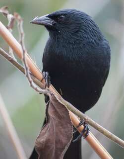 巴西拟鹂 / Chopi Blackbird / Gnorimopsar chopi