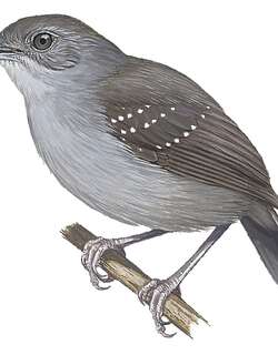 乌梅达蚁鸟 / Humaita Antbird / Myrmelastes humaythae