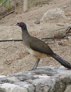 墨西哥小冠雉 / West Mexican Chachalaca / Ortalis poliocephala