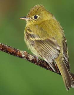 淡黄纹霸鹟 / Yellowish Flycatcher / Empidonax flavescens