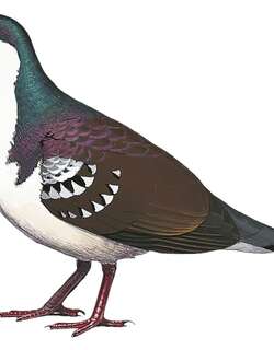 民岛鸡鸠 / Mindoro Bleeding-heart / Gallicolumba platenae