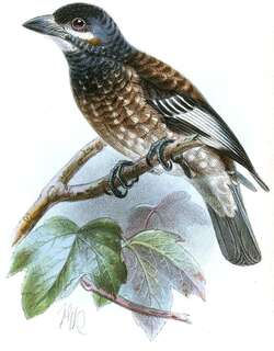 中非拟䴕 / Whyte’s Barbet / Stactolaema whytii