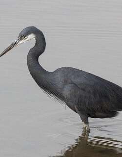 黄喉岩鹭 / Western Reef Heron / Egretta gularis