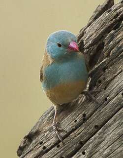蓝顶蓝饰雀 / Blue-capped Cordon-bleu / Uraeginthus cyanocephalus