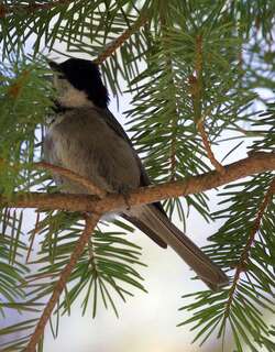 墨西哥山雀 / Mexican Chickadee / Poecile sclateri