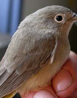 黄胸虫森莺 / Virginia’s Warbler / Leiothlypis virginiae