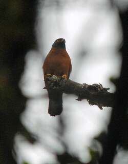 黑背鹰 / Black-mantled Goshawk / Accipiter melanochlamys