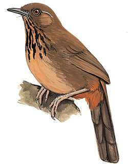 斑胸噪鹛 / Spot-breasted Laughingthrush / Garrulax merulinus