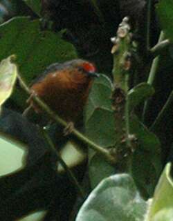 詹氏啄花雀 / Jameson’s Antpecker / Parmoptila jamesoni