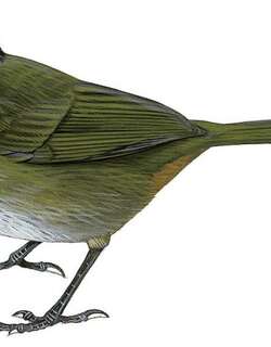 内华达薮雀 / Sierra Nevada Brushfinch / Arremon basilicus
