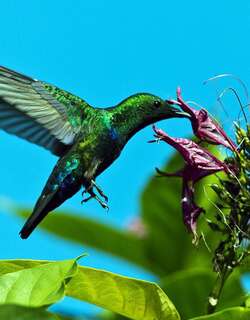 绿喉蜂鸟 / Green-throated Carib / Eulampis holosericeus