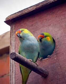 紫顶鹦鹉 / Purple-crowned Lorikeet / Parvipsitta porphyrocephala