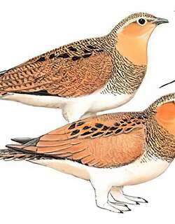 西藏毛腿沙鸡 / Tibetan Sandgrouse / Syrrhaptes tibetanus