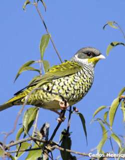 帕卡丘帕伞鸟 / Palkachupa Cotinga / Phibalura boliviana