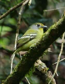 斑翅娇鹟 / Wing-barred Piprites / Piprites chloris
