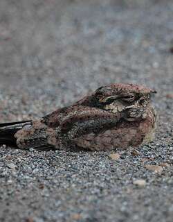 斑毛腿夜鹰 / Spotted Nightjar / Eurostopodus argus