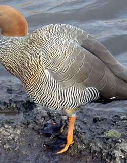 棕头草雁 / Ruddy-headed Goose / Chloephaga rubidiceps