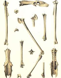 马岛白骨顶 / Mascarene Coot / Fulica newtonii