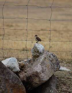 黄胸爬地雀 / Buff-breasted Earthcreeper / Upucerthia validirostris