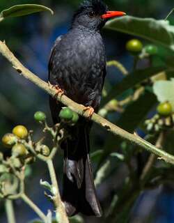 方尾黑鹎 / Square-tailed Bulbul / Hypsipetes ganeesa