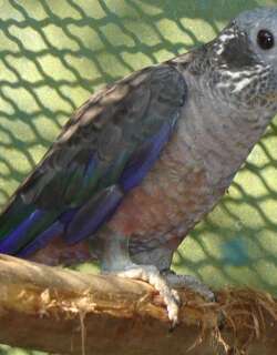 暗色鹦哥 / Dusky Parrot / Pionus fuscus