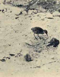 威克岛秧鸡 / Wake Island Rail / Hypotaenidia wakensis